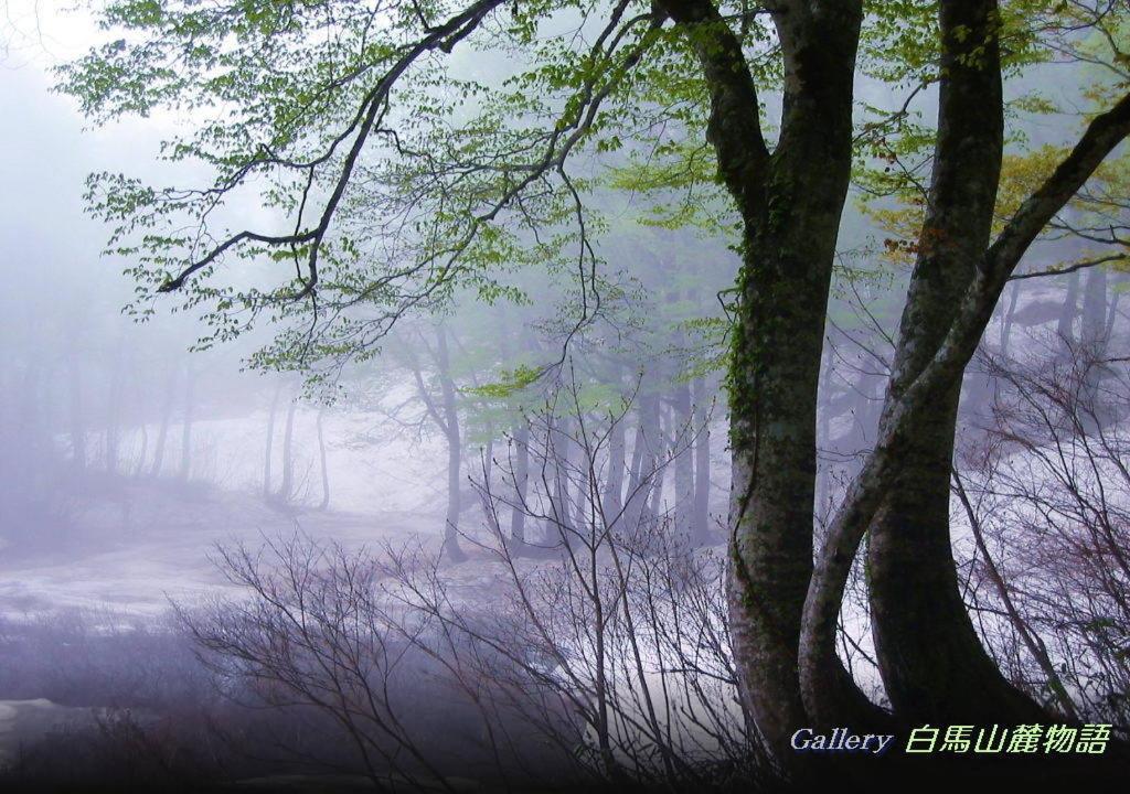 Country Inn Kashiwabara Хакуба-Мура Экстерьер фото